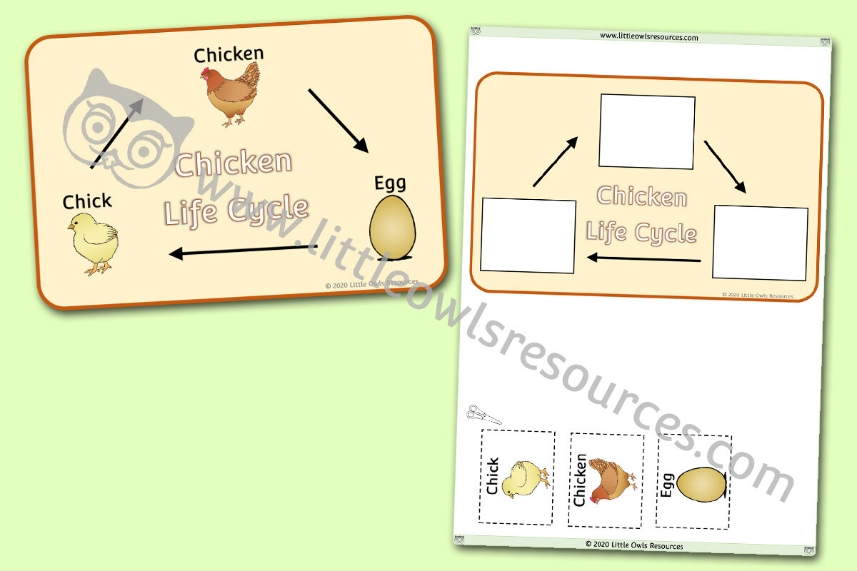It is a photo of Life Cycle of a Chicken Printable for real life It's just a photo of Life Cycle of a Chicken Printable for real life
