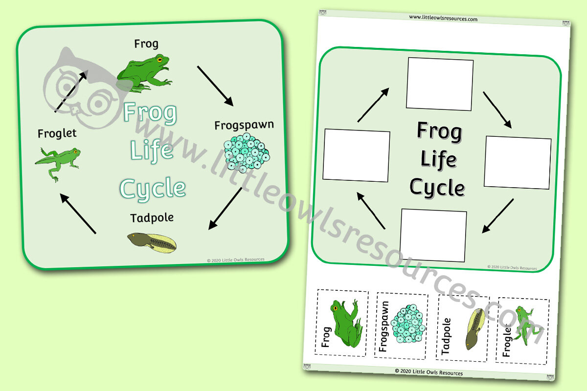 FREE Frog Life Cycle Cut and Stick Poster Early Years (EYFS With Frogs Life Cycle Worksheet