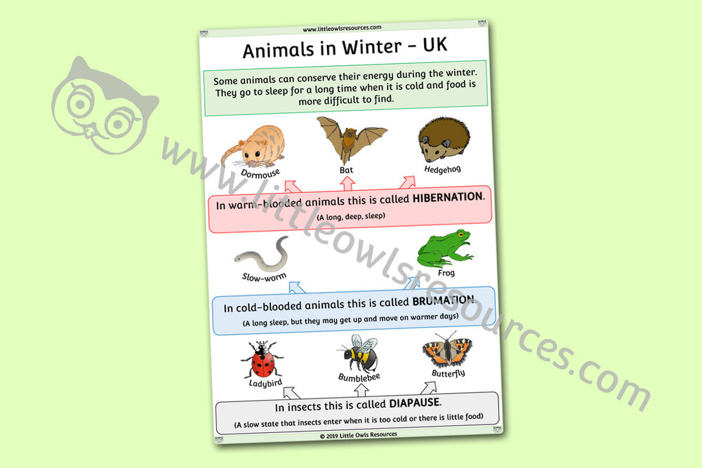 FREE Animals in Winter UK Hibernation Poster printable Early Years/EY  (EYFS) resource/download — Little Owls Resources - FREE