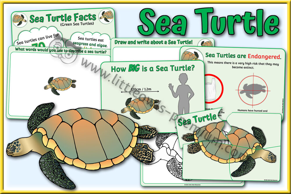 FREE Sea Animal Fact Cards Early Years (EYFS) Printable Resource — Little  Owls Resources - FREE