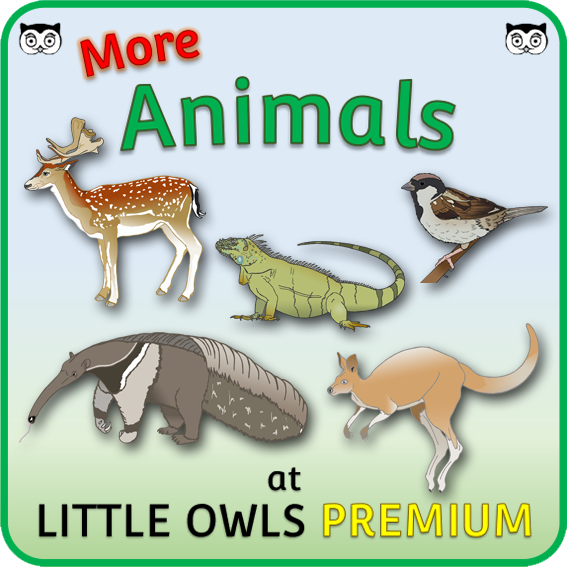 FREE Animal Word Slice (Phase 3) printable Early Years/EY (EYFS)  resources/downloads — Little Owls Resources - FREE