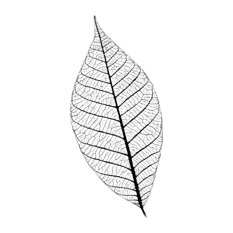 This leaf is a test. This leaf is a test. This leaf is a test. This leaf is a test. This leaf is a test. 
