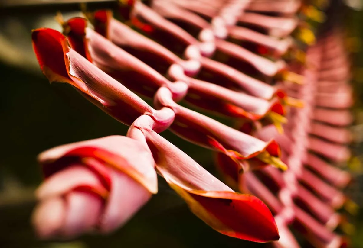 Keen-EyePhoto-dot-com_Flowers (15).jpeg