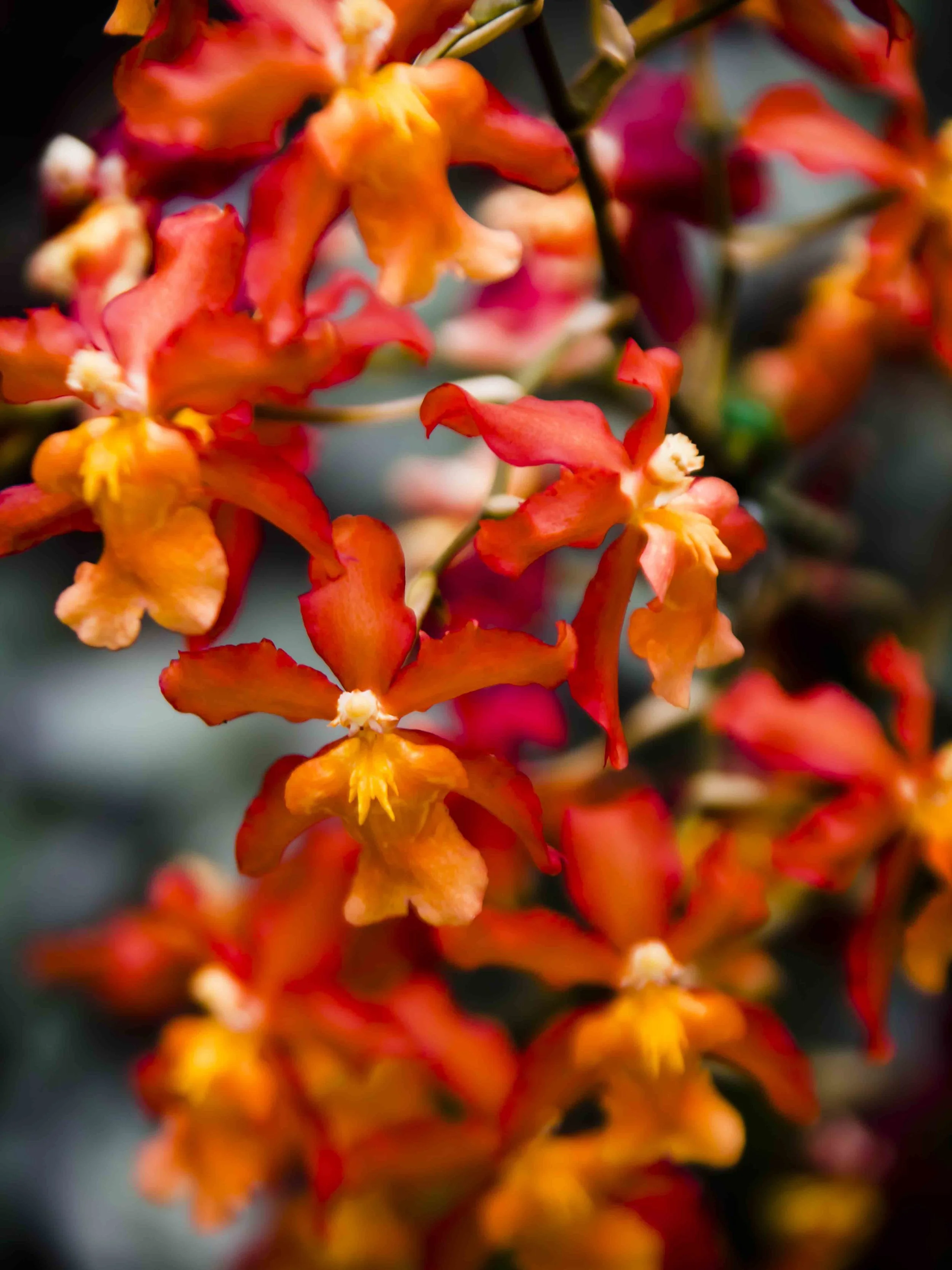 Keen-EyePhoto-dot-com_Flowers (17).jpeg