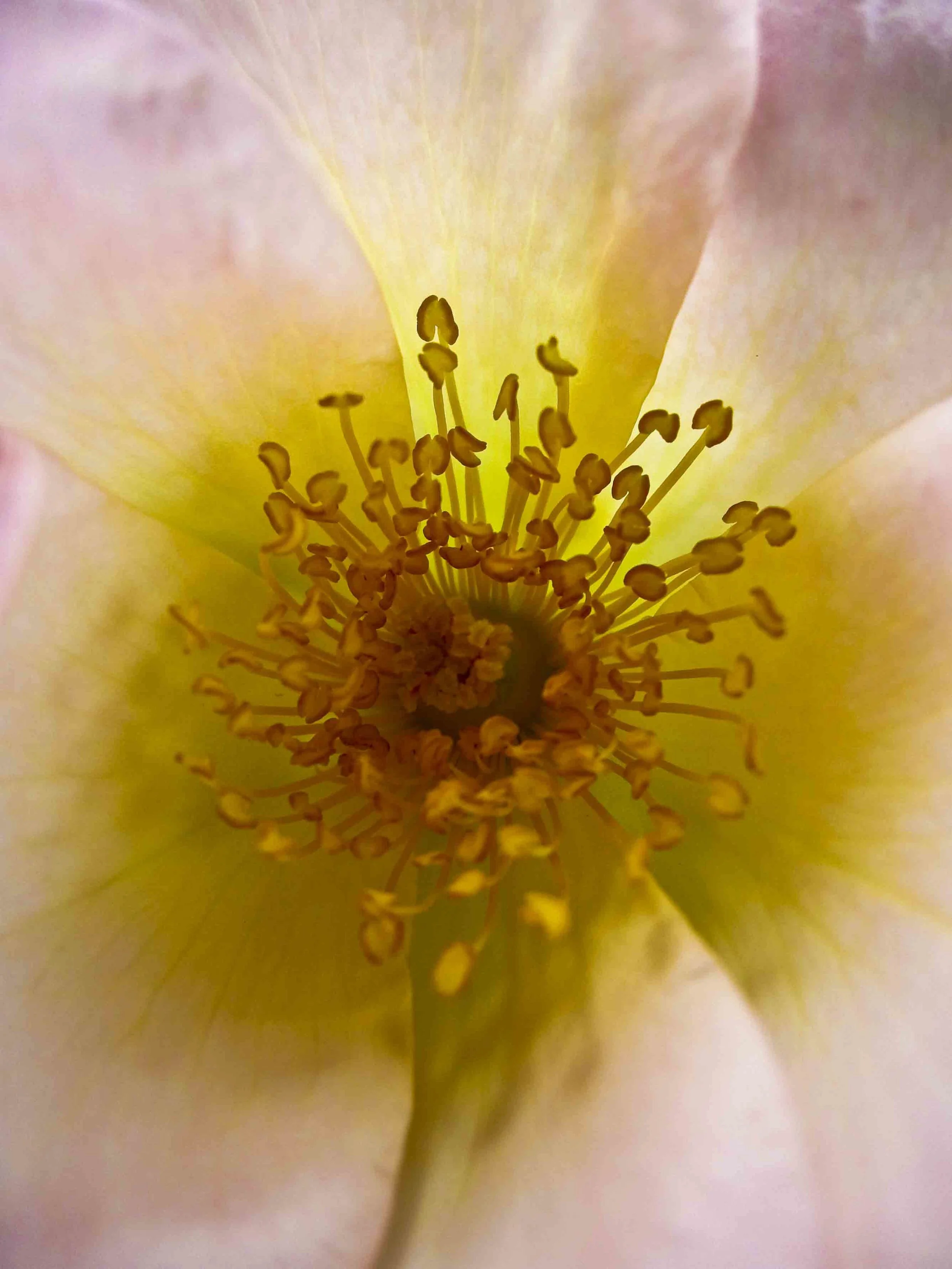 White Rose