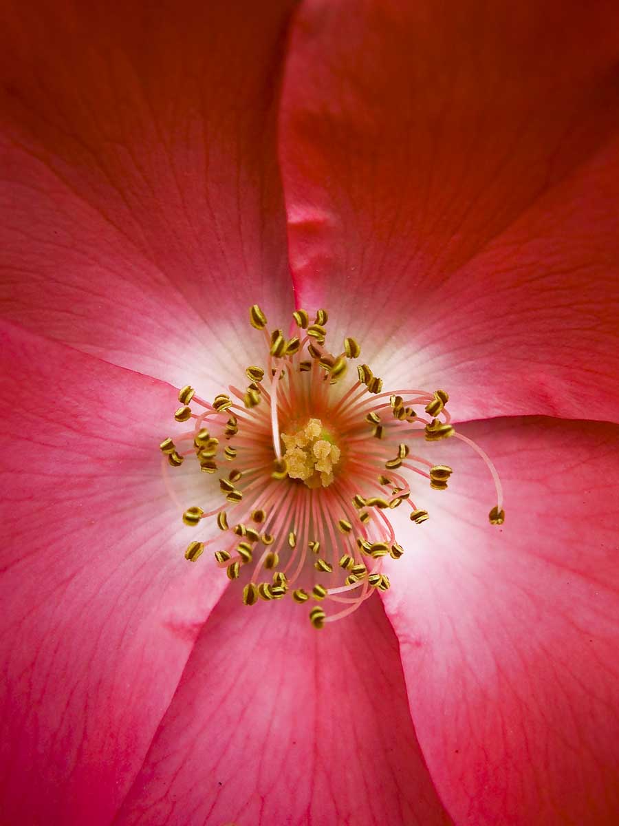 Keen-EyePhoto-dot-com_Flowers (9).jpeg