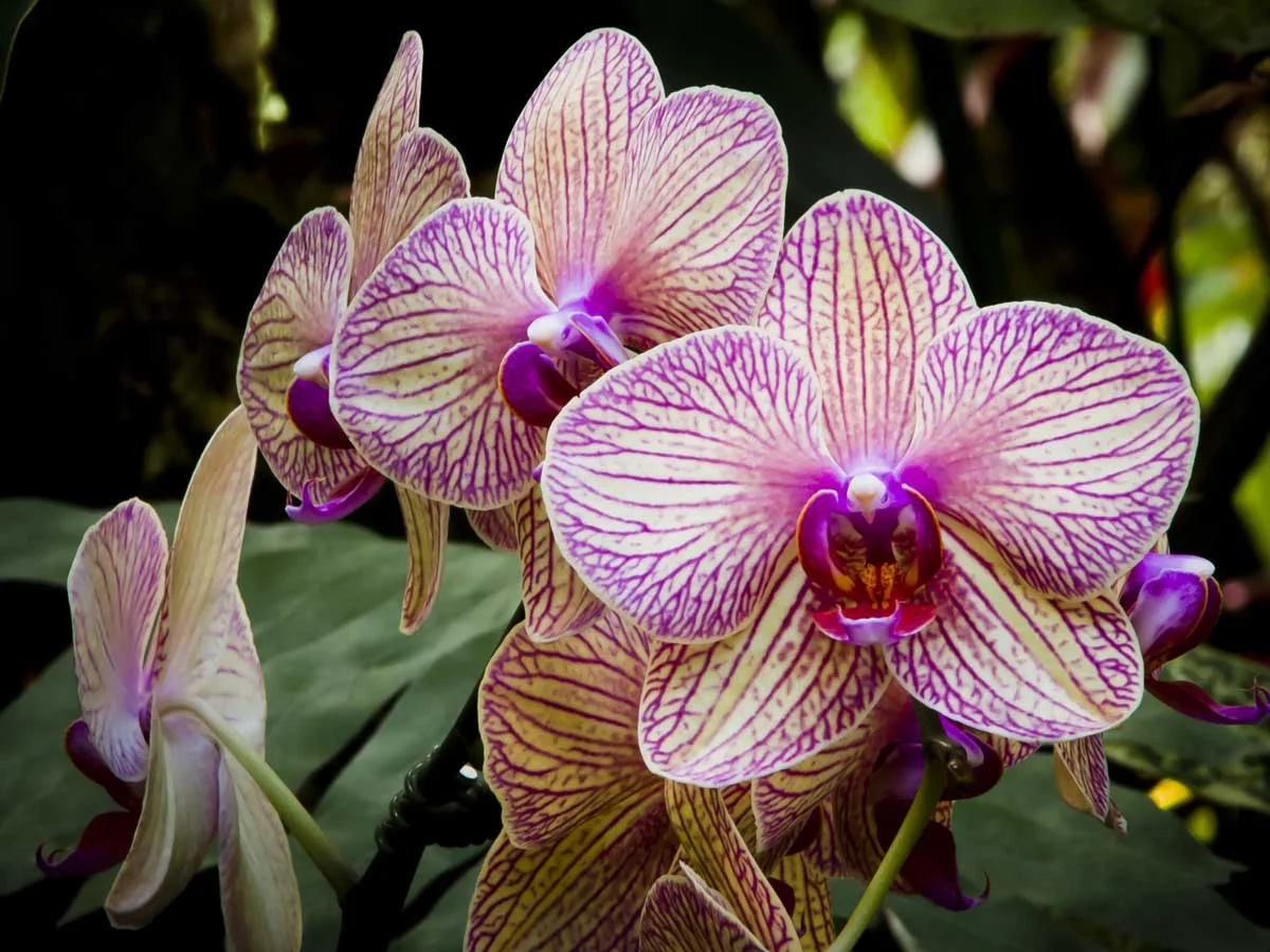 Keen-EyePhoto-dot-com_Flowers (10).jpeg