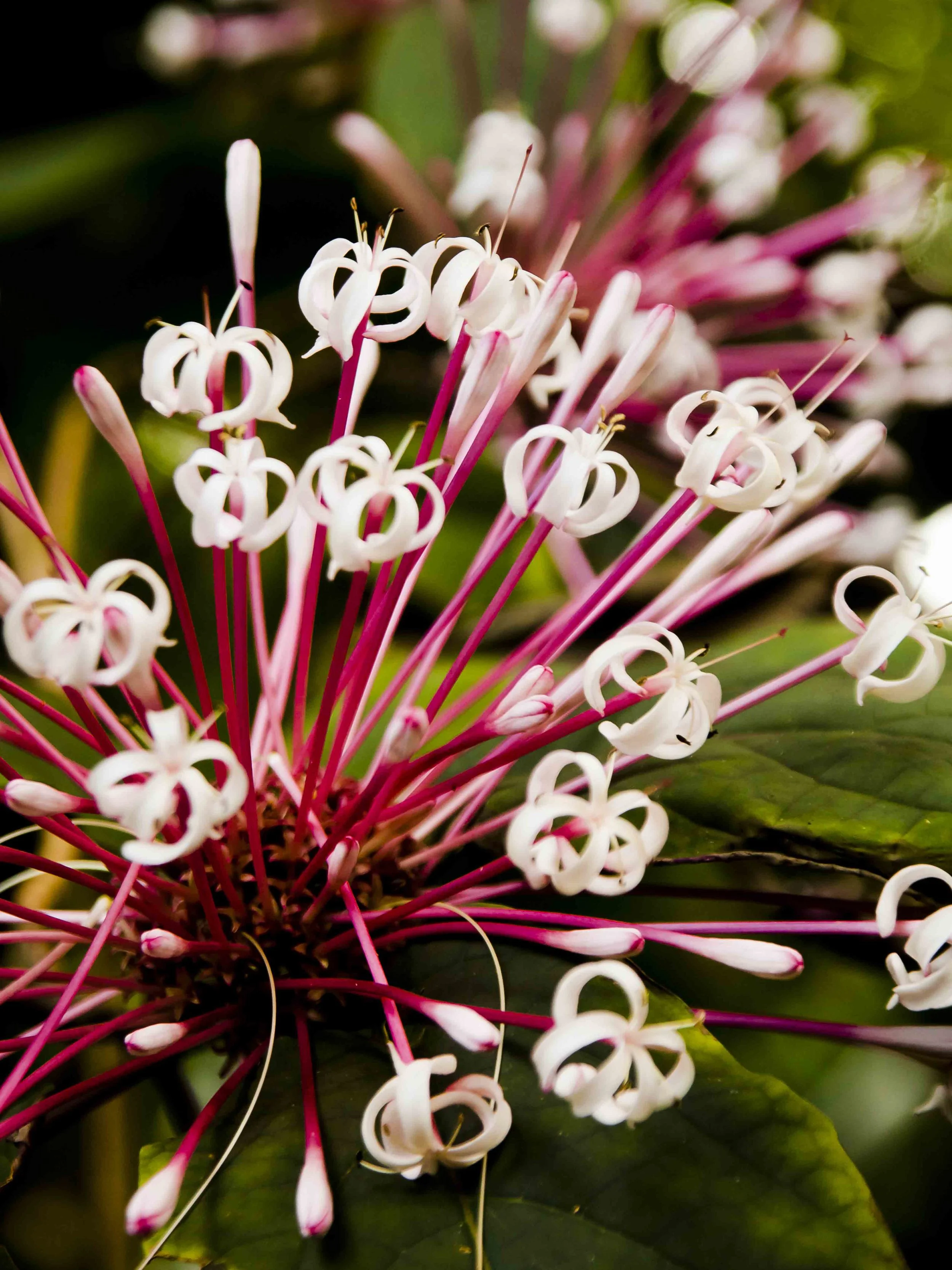 Keen-EyePhoto-dot-com_Flowers (7).jpeg