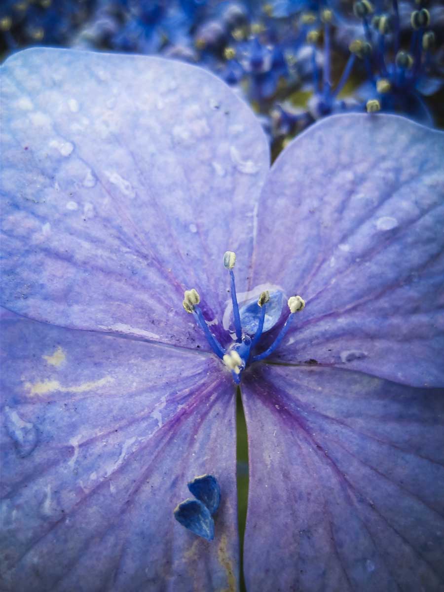Keen-EyePhoto-dot-com_Flowers (5).jpeg