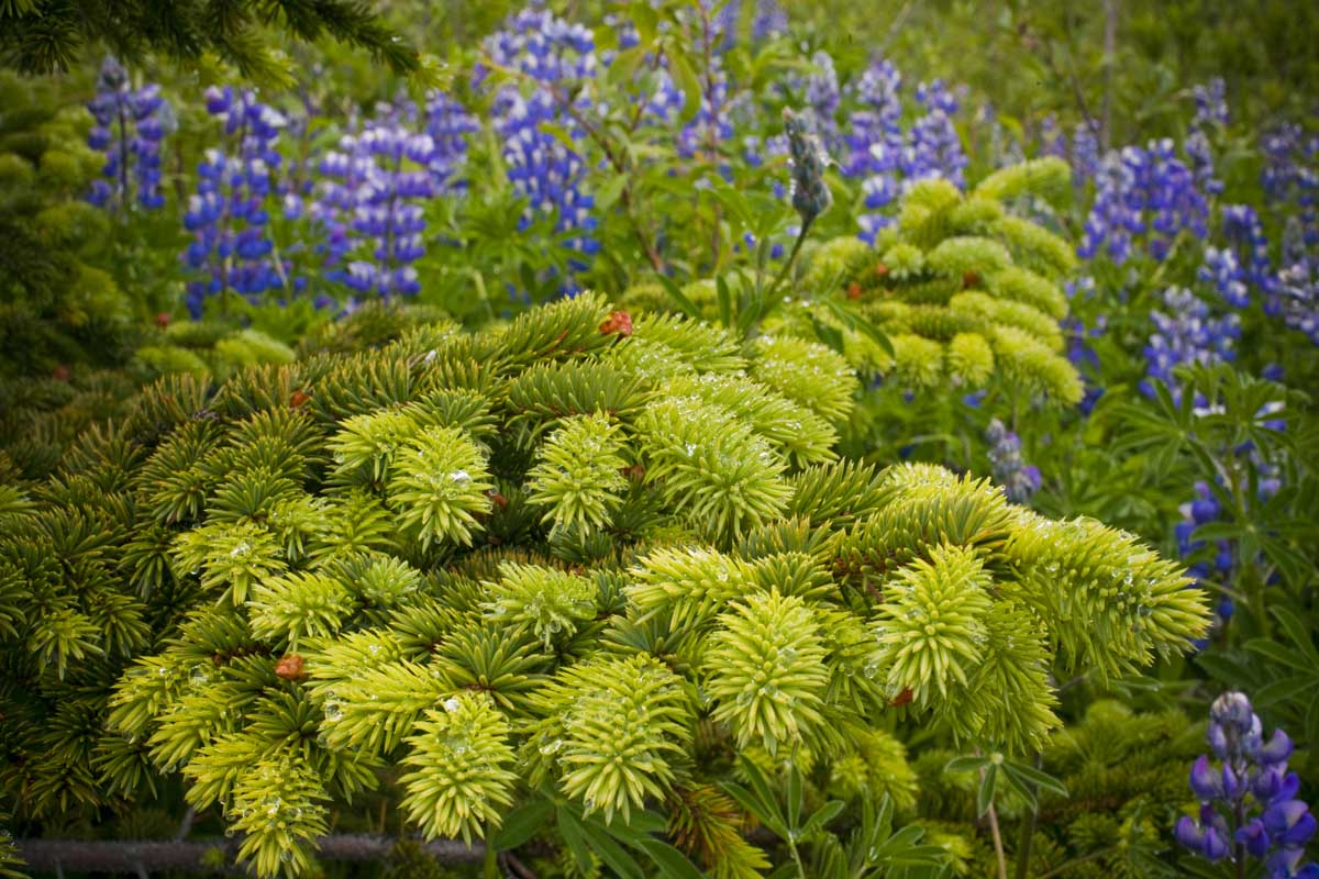 Spruce tips and Lupine