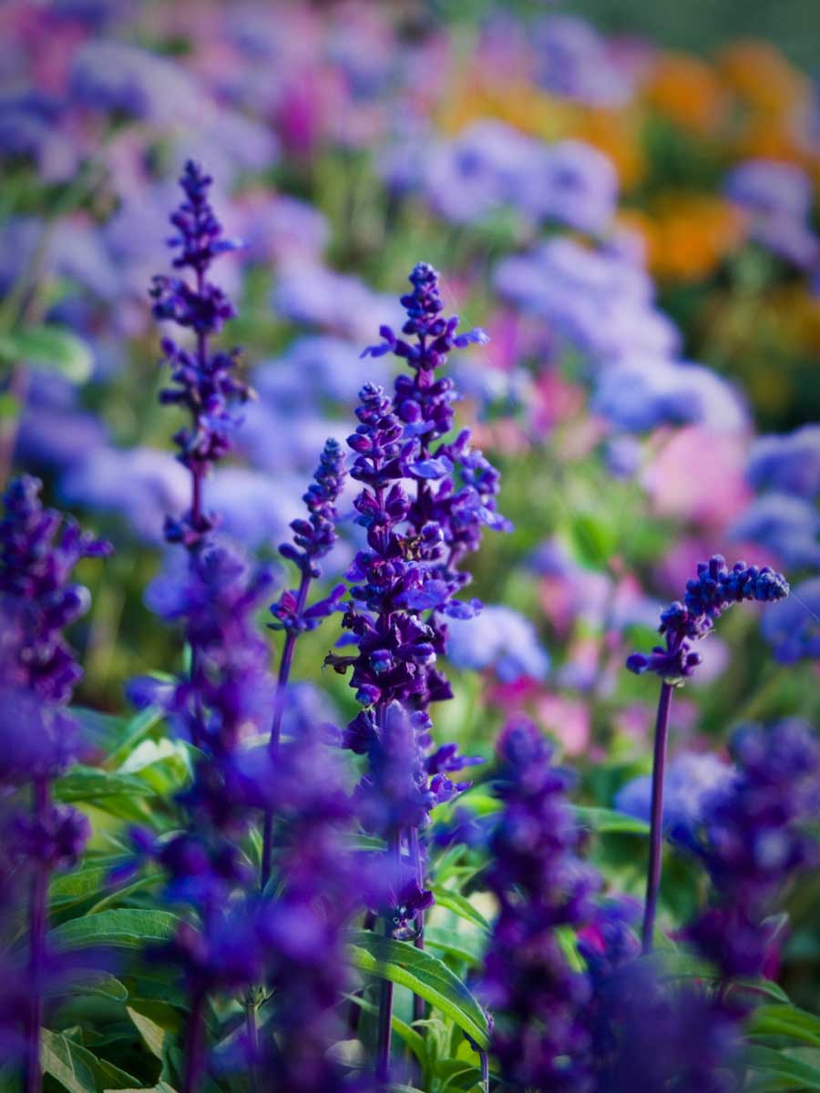 Keen-EyePhoto-dot-com_Flowers (1).jpeg