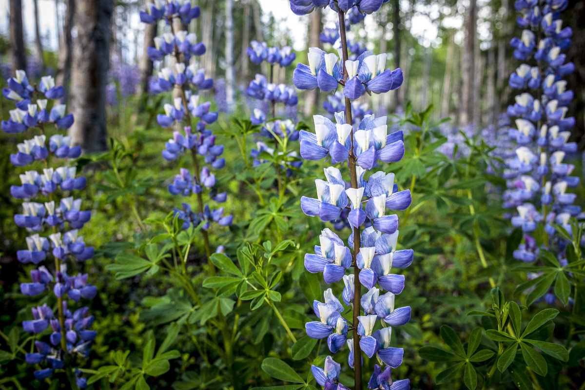 _MG_1518 (1) as Smart Object-1 copy as Smart Object-1 copy.jpg