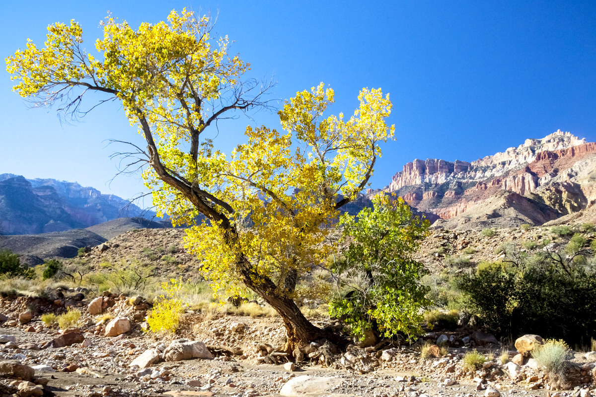 Grand Canyon_0896.jpg