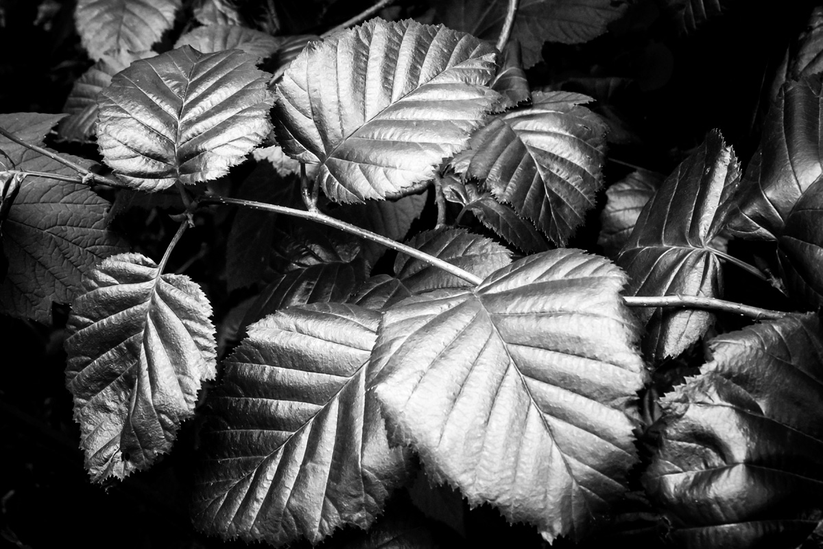 070213_1982_1.jpg