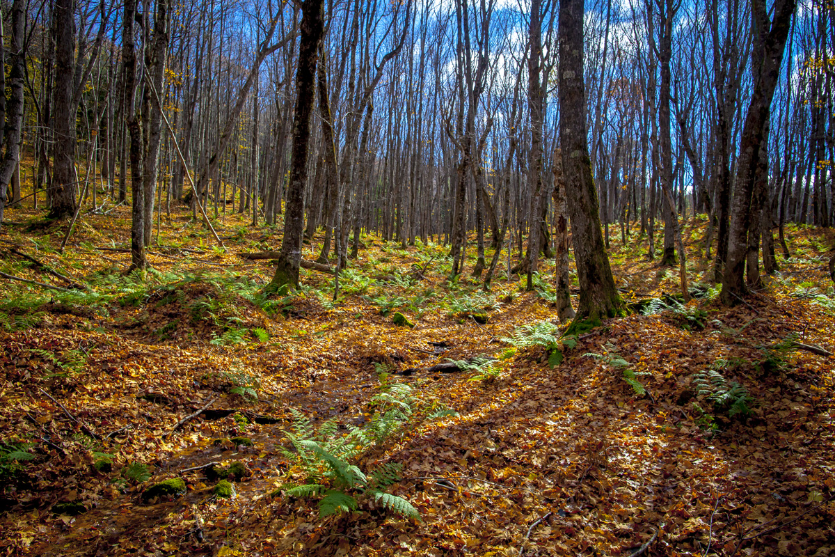 _MG_6679.jpg