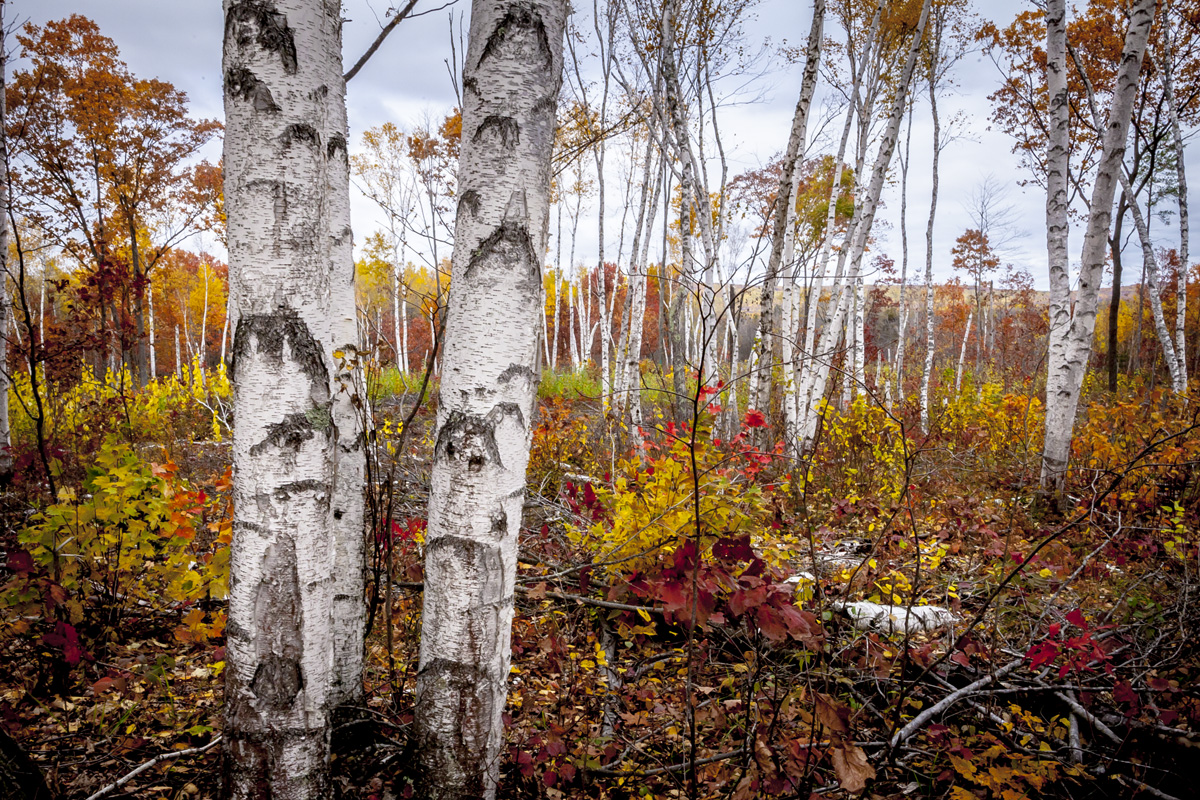 Fall in the Nince Mile Recreation area. Mountain Bike Trails just outside of Wausau.