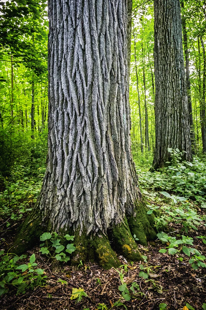 Like a pair of paws in fellenz woods .jpg