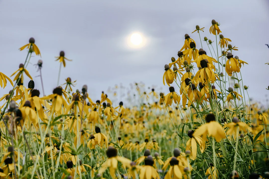 Moonrise withSusan at MKE River Greenway .jpg