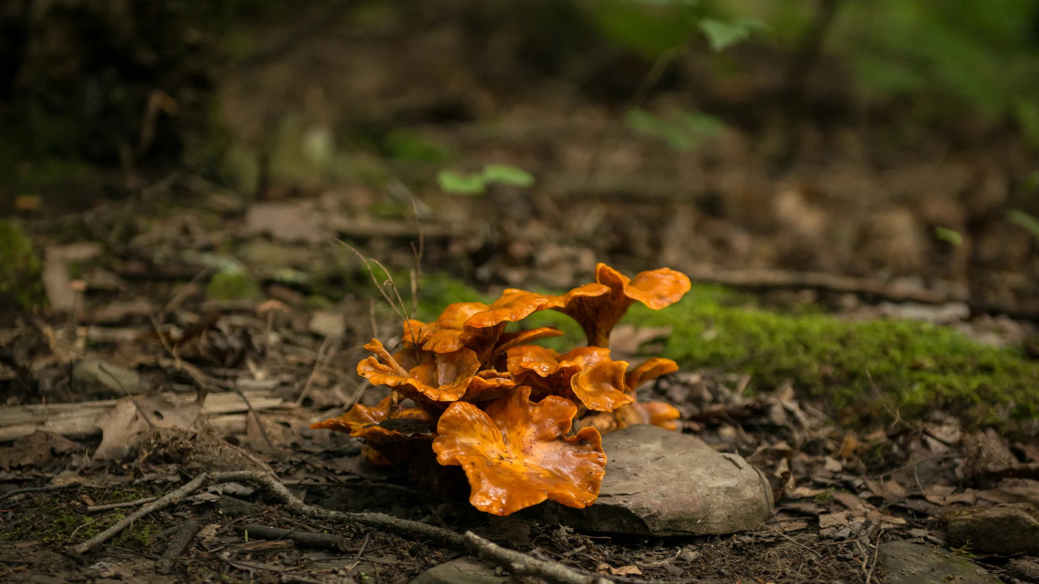 I think these are edible...