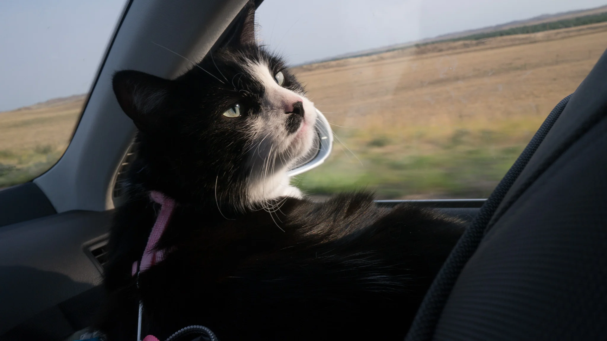 Took a few days of madness, but Moxie and Rad finally found comfy spots in the car.