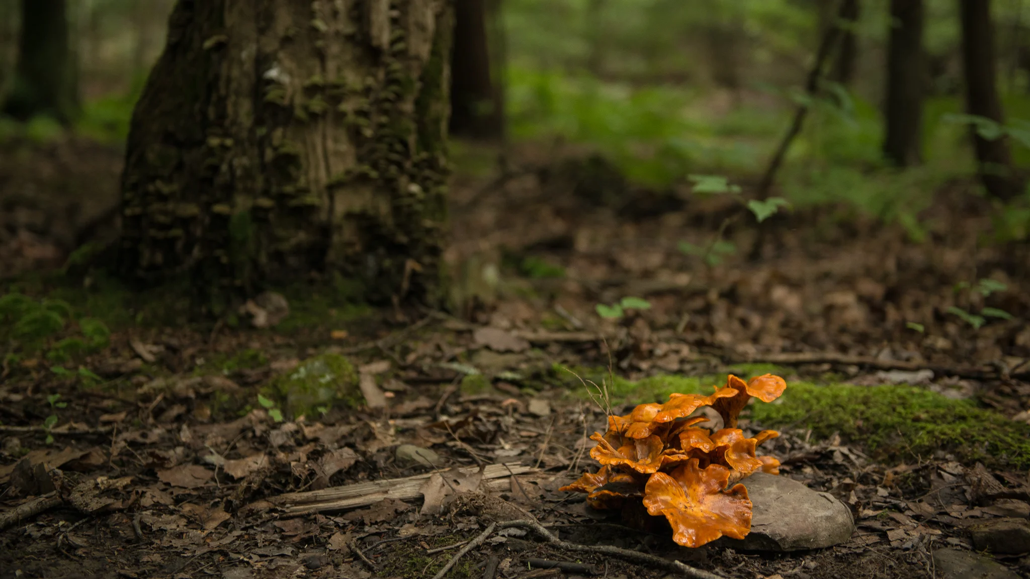 2016-08-13-spencer-crest-mushrooms-Jeremy-Jeziorski-web-03.jpg