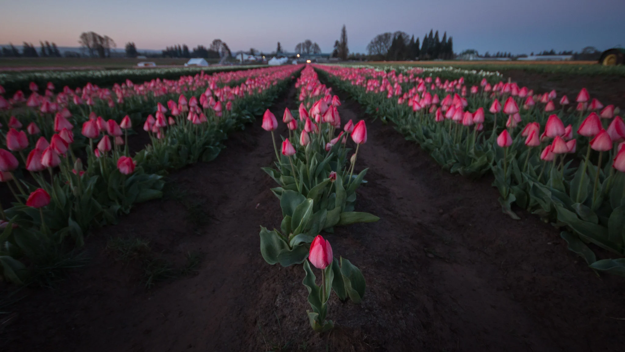 2017-04-03-jeremy-jeziorski-wooden-tulip-sunrise-web-002.jpg