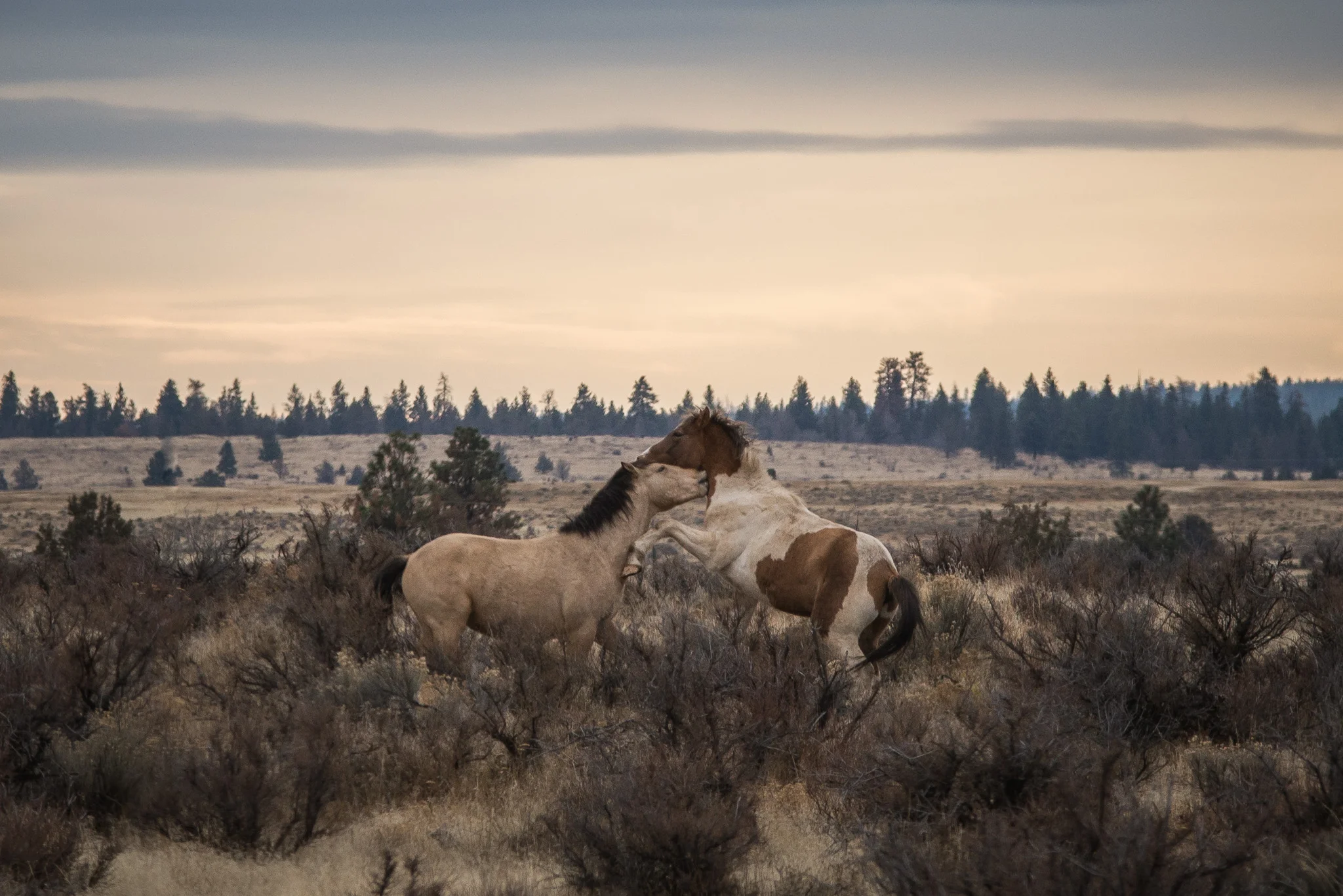 2017-11-25-Central-Oregon-Jeremy-Jeziorski-web-008.jpg