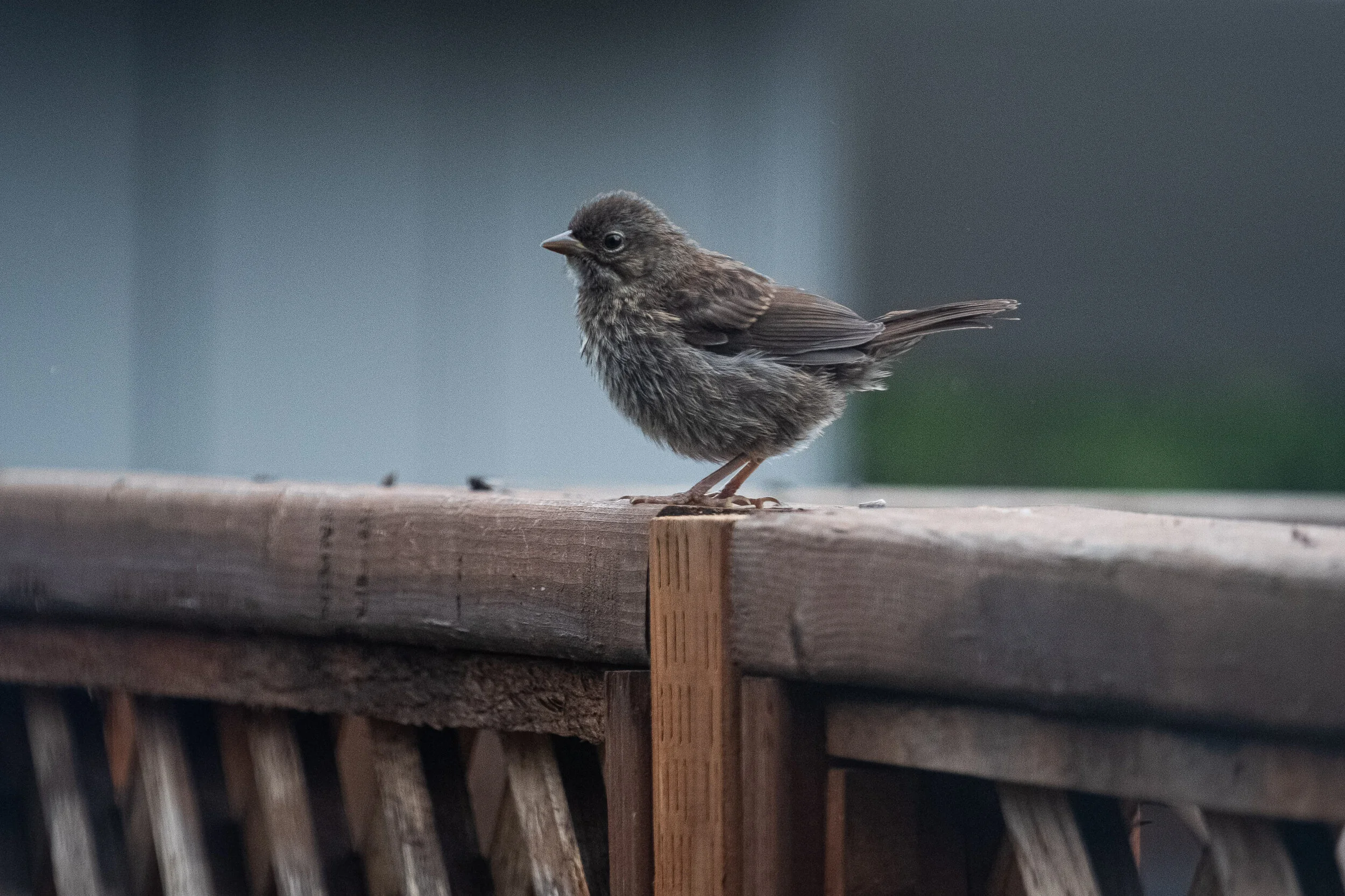 2020-05-26-backyard-credit-jeremy-jeziorski-web-28062.jpg