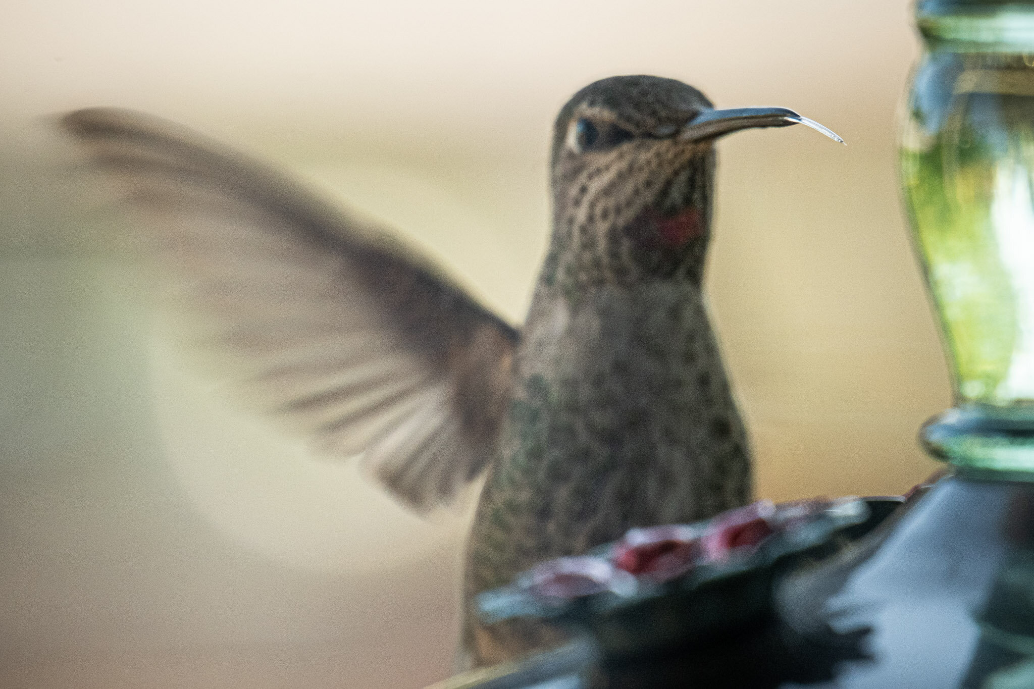 2020-05-07-hummingbird-jeremy-jeziorski-web-002.jpg