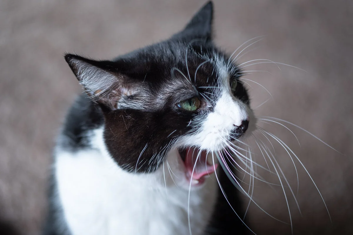 2019-09-06-cats-bugs-jeremy-jeziorski-web-3537.jpg