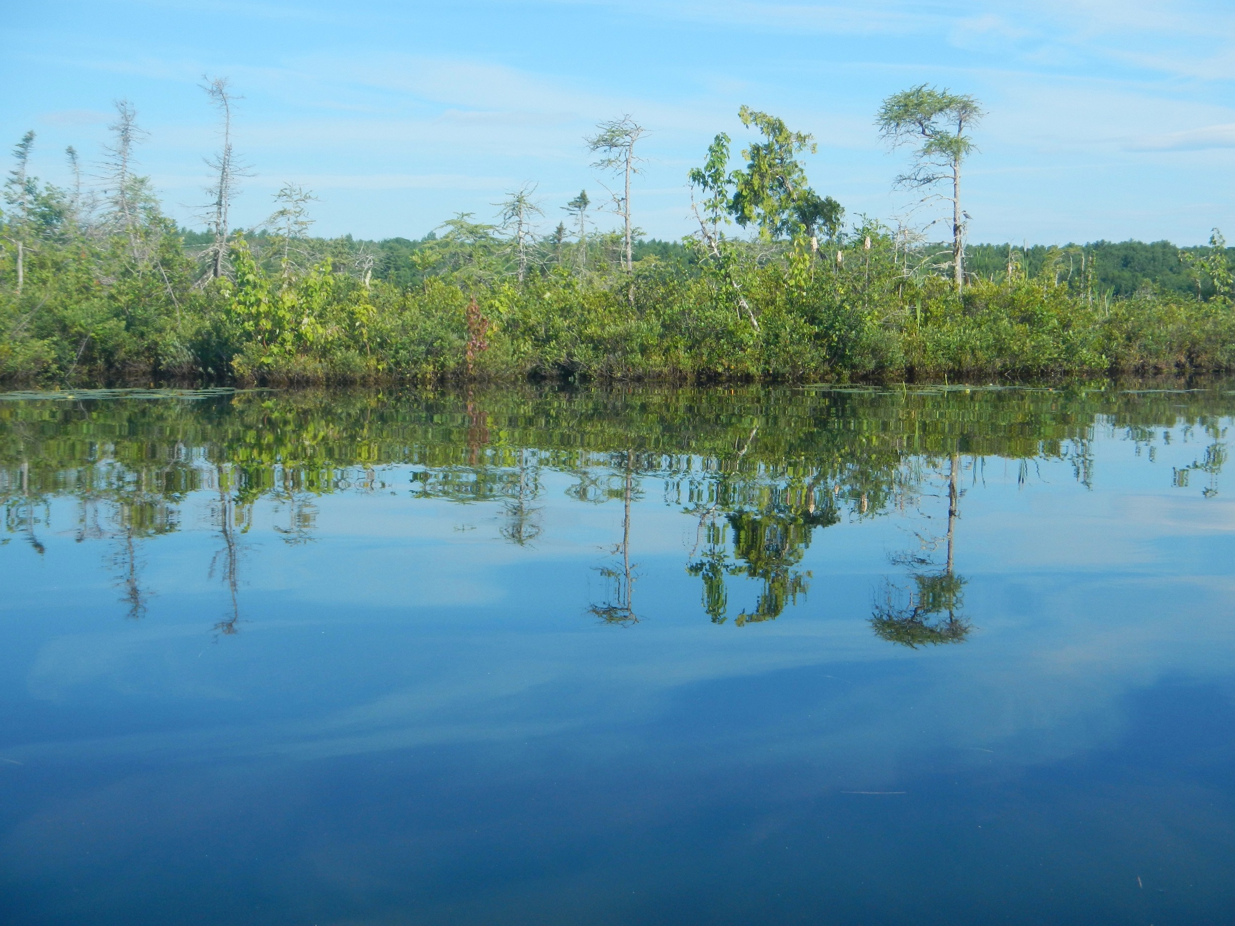 Approaching bog islands on a still summer day (Mimi Stadler 2016)
