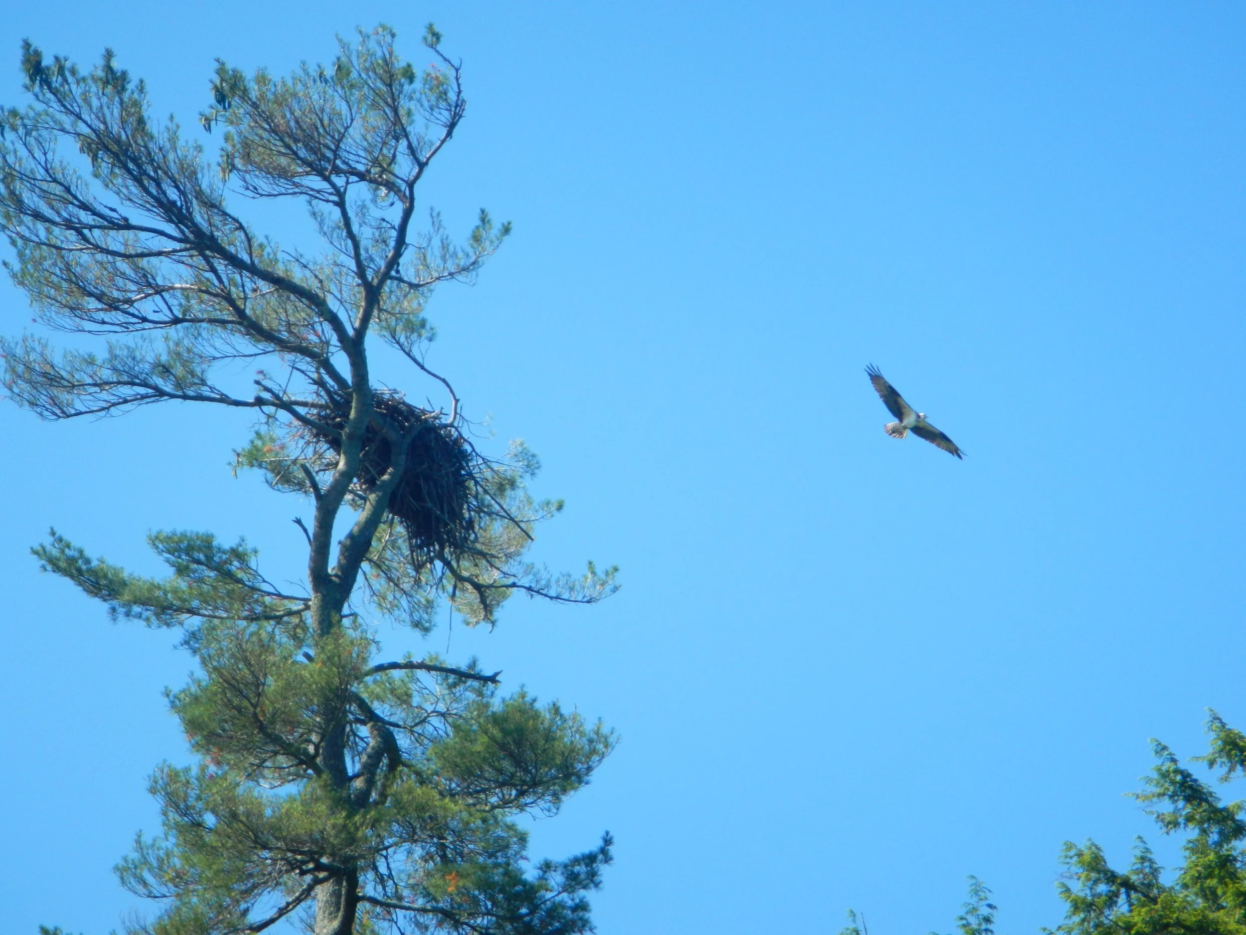 Young osprey at its nest, Maine lake (Mimi Stadler 2016)