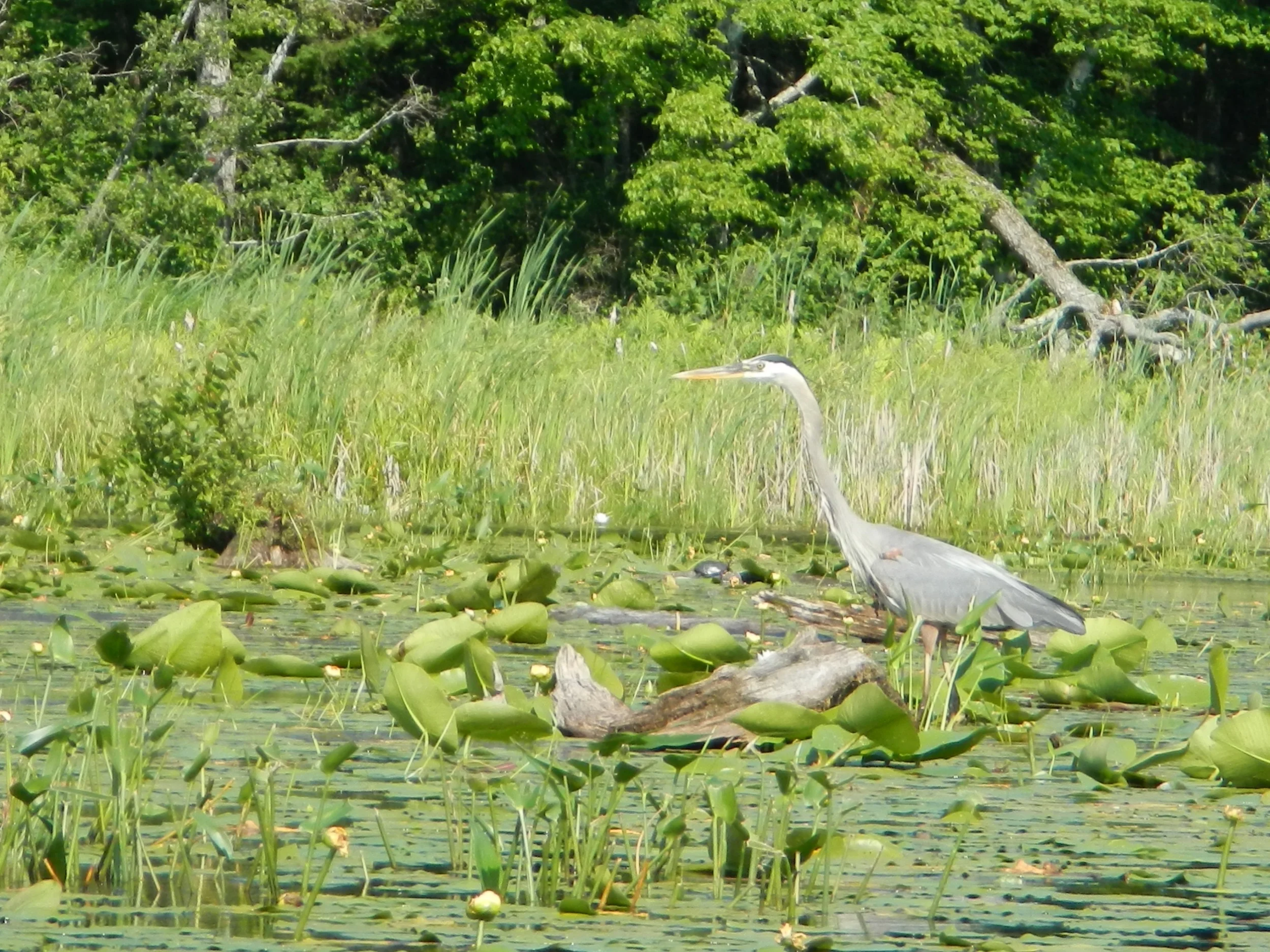 Great Blue Heron, Maine lake (Mimi Stadler 2016)