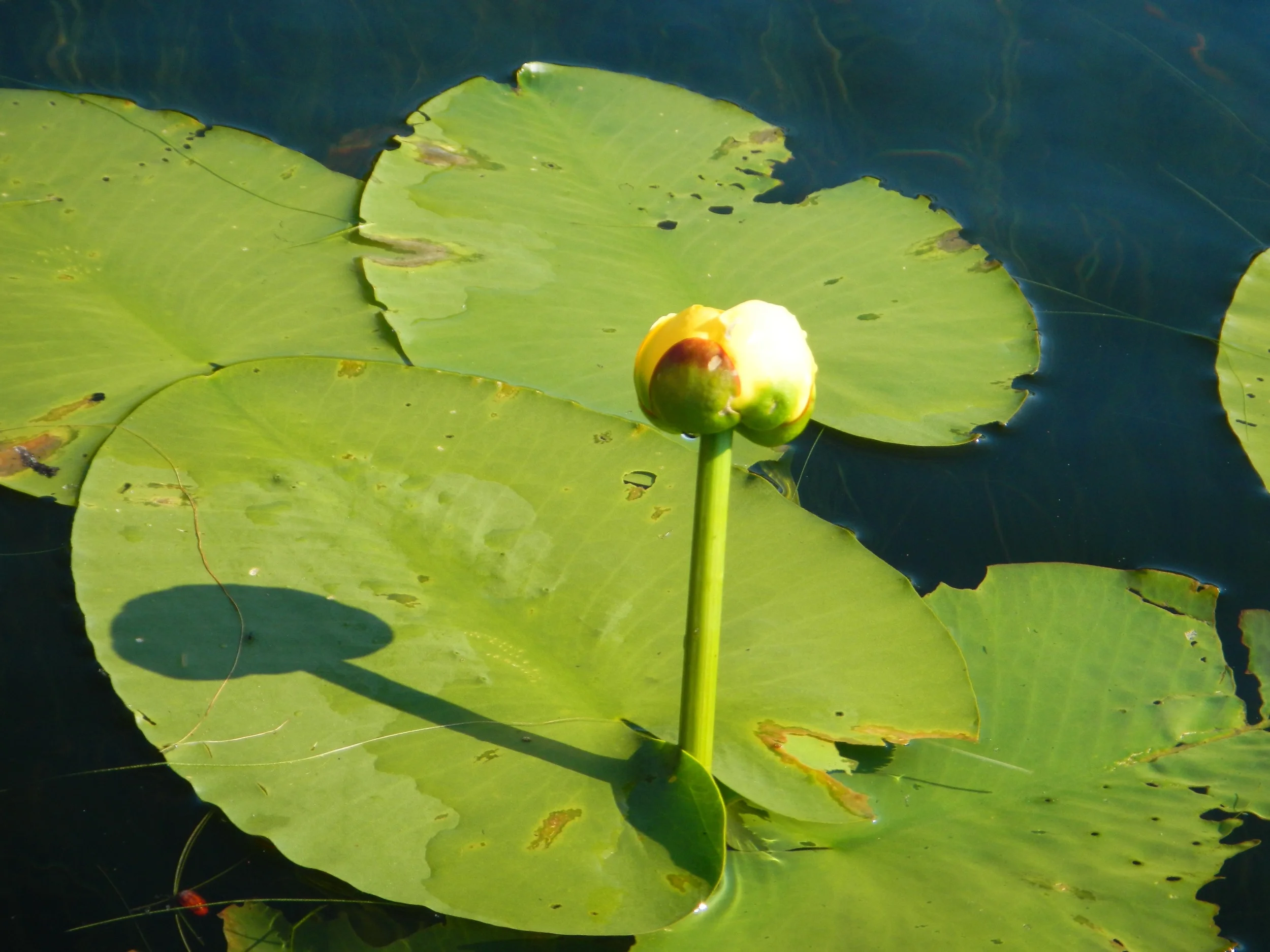 Bullhead water lily (Mimi Stadler 2016)