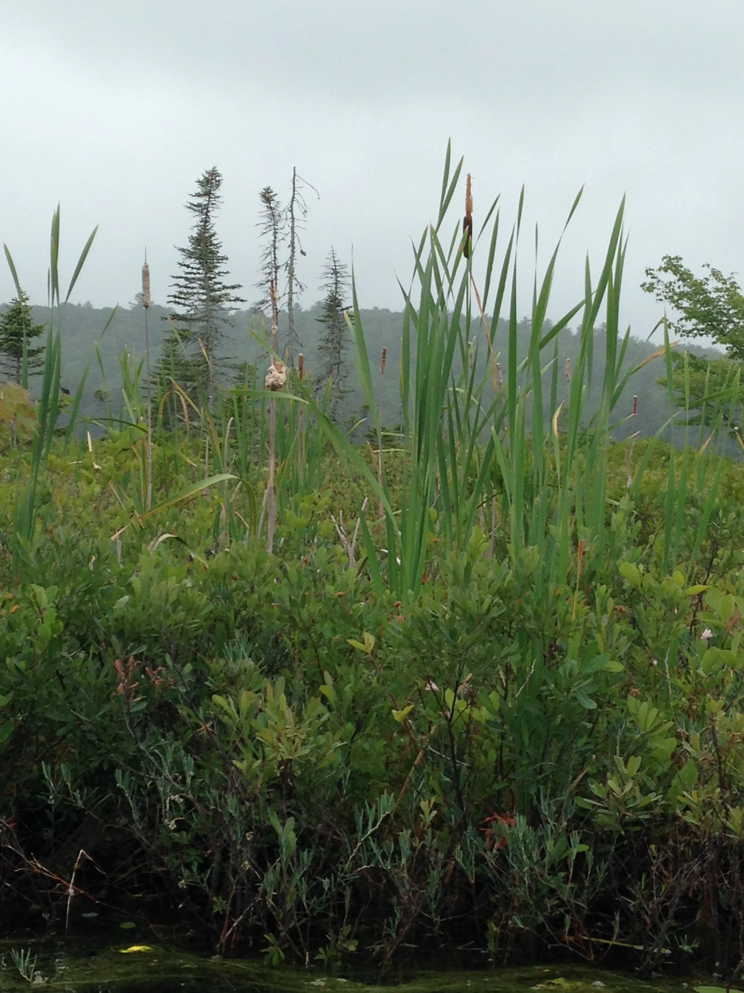 Bog island, Maine lake (Mimi Stadler 2016)