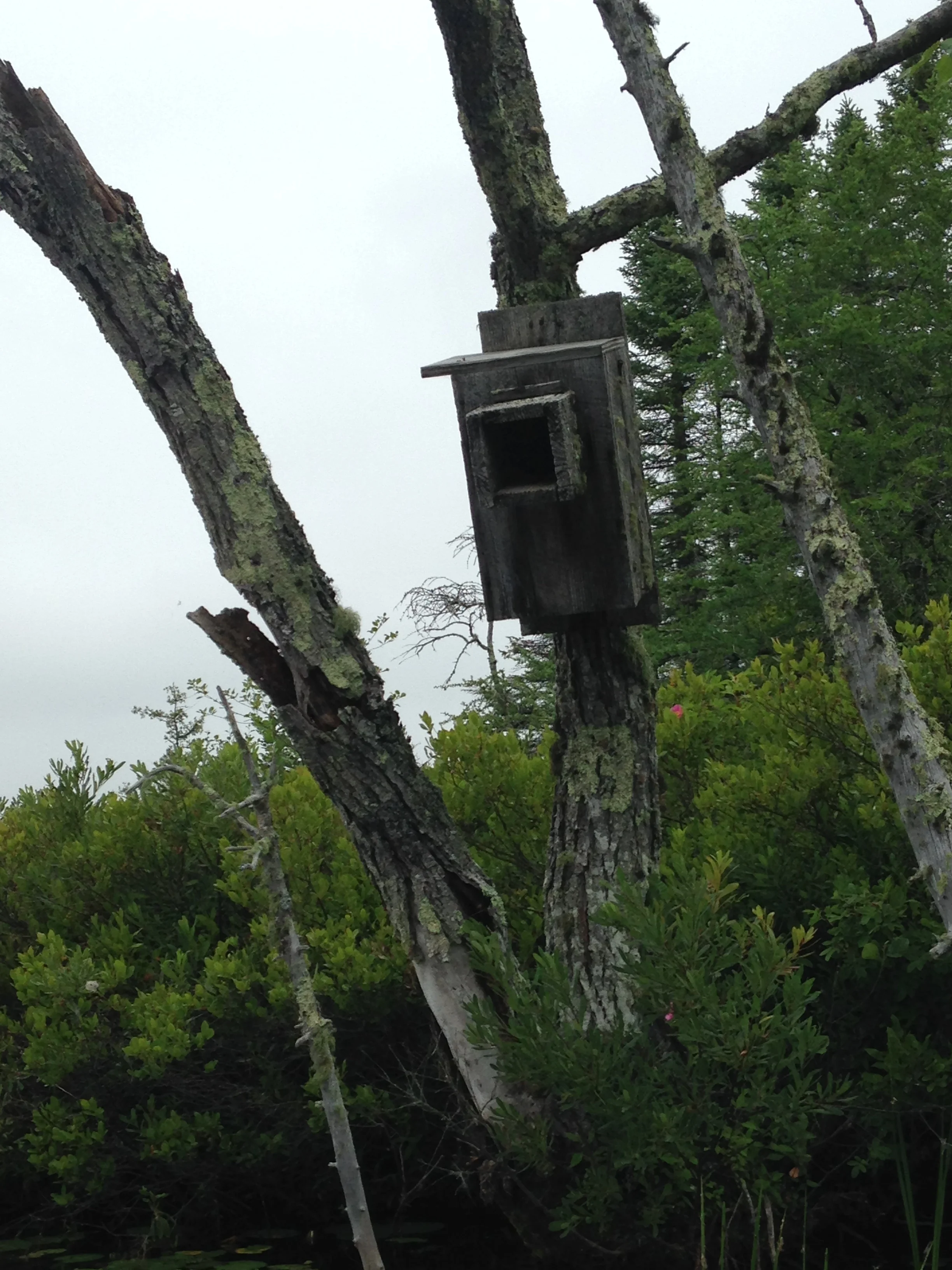 Weathered birdhouse, Maine lake (Mimi Stadler 2016)
