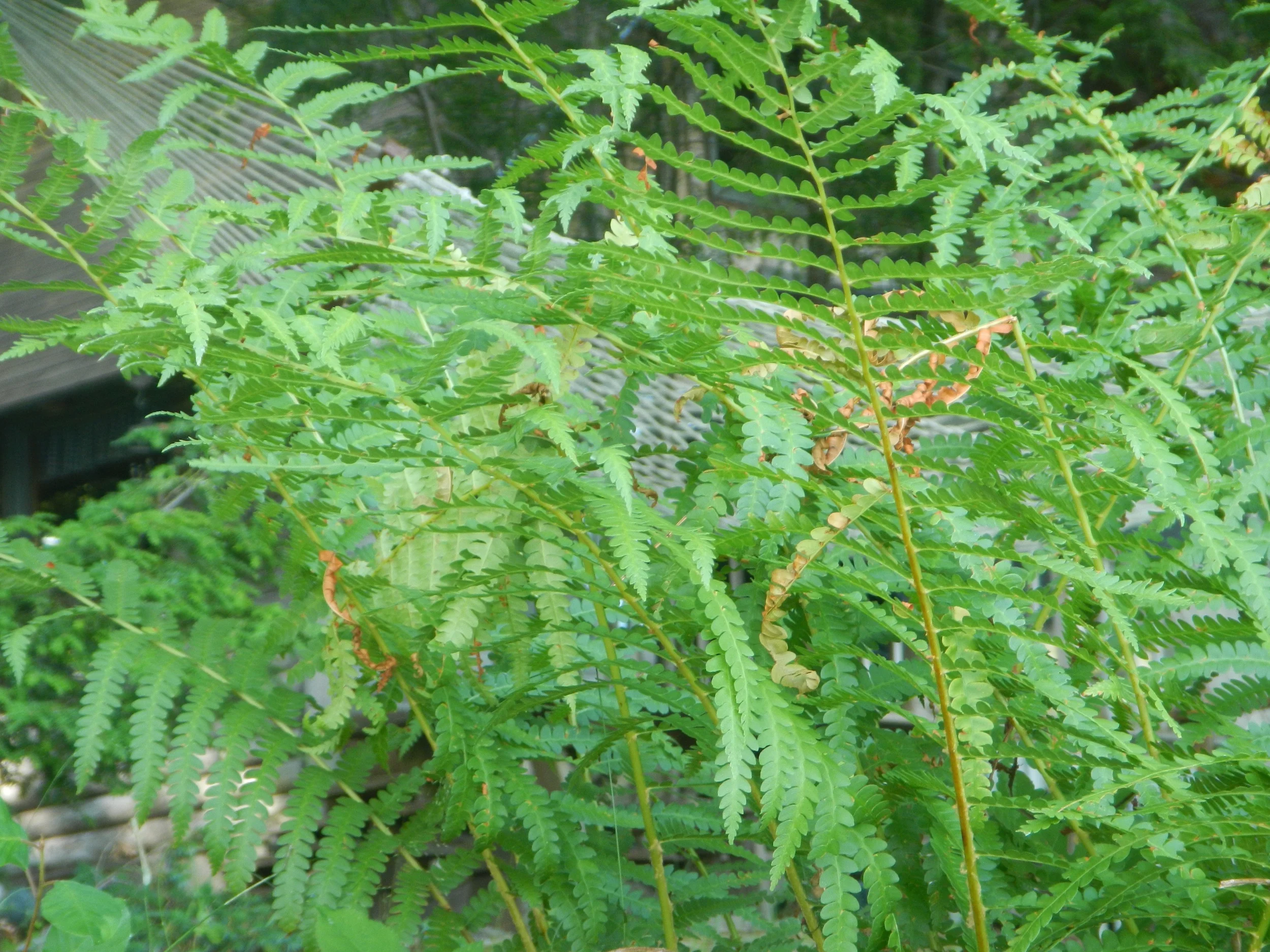 Hammock through ferns, Maine (Mimi Stadler 2016)
