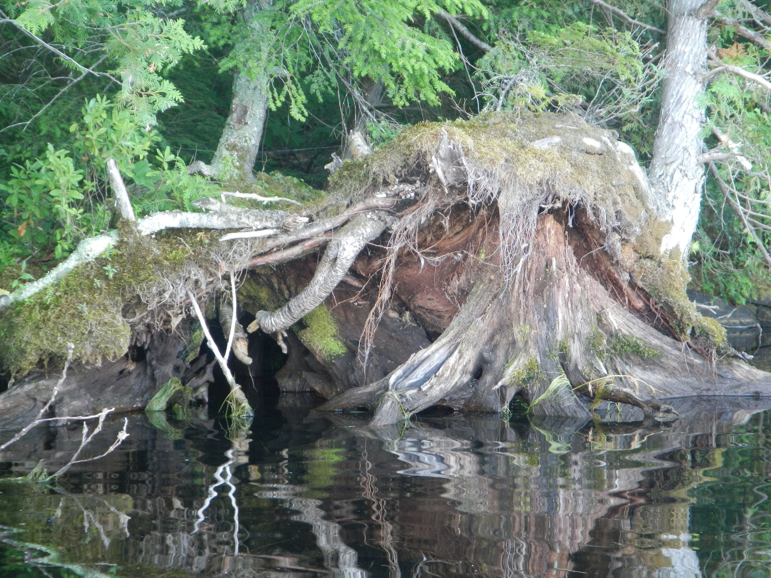 Stump, Maine lake shoreline (Mimi Stadler 2016)