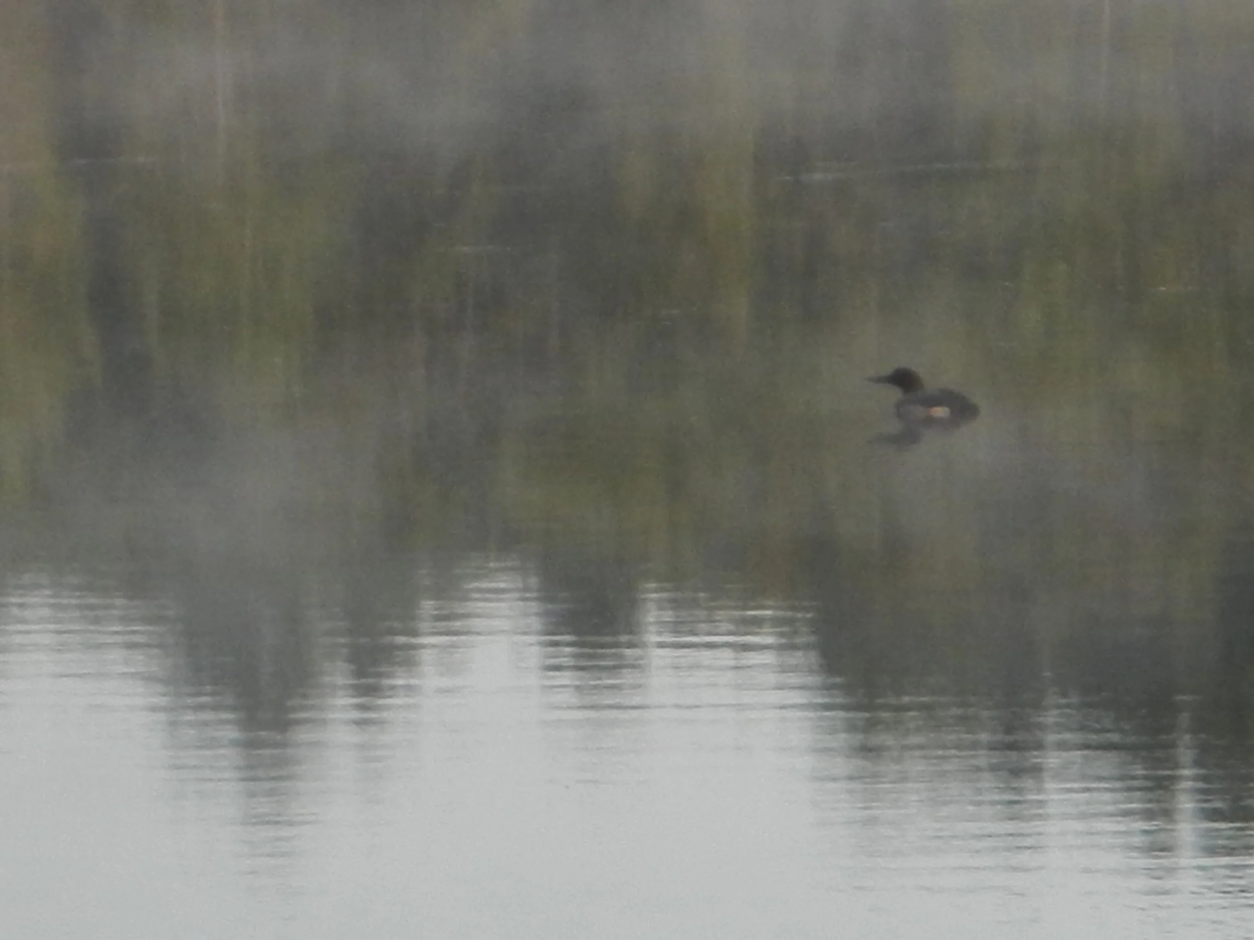 (Loon in mist on the lake, Maine)