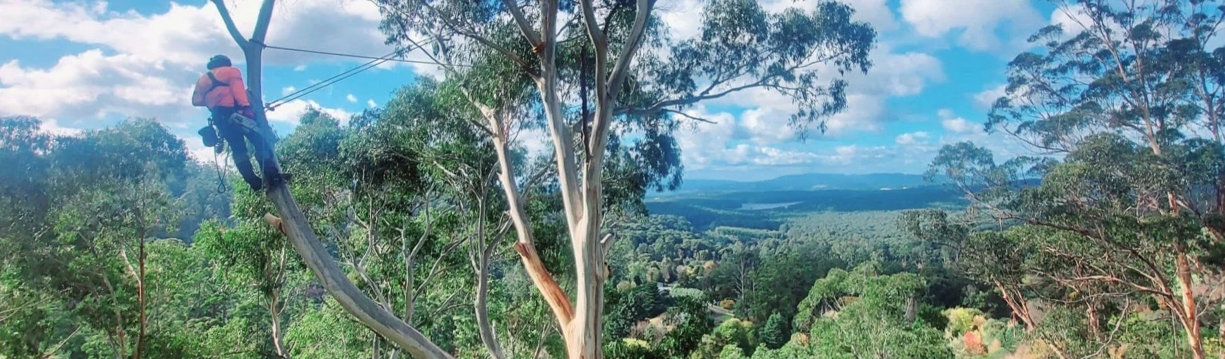 Trees Removal LS.jpg