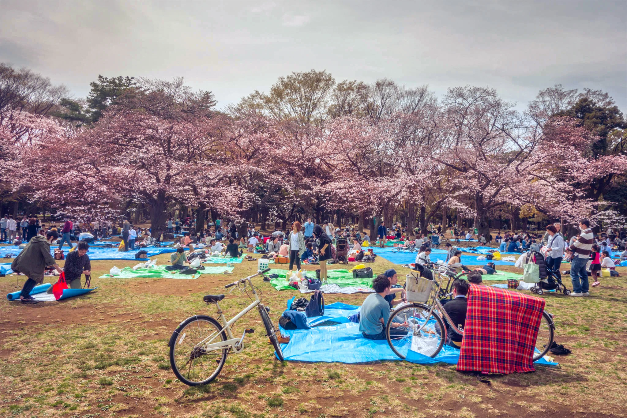 cherry blossoms, yoyogi park