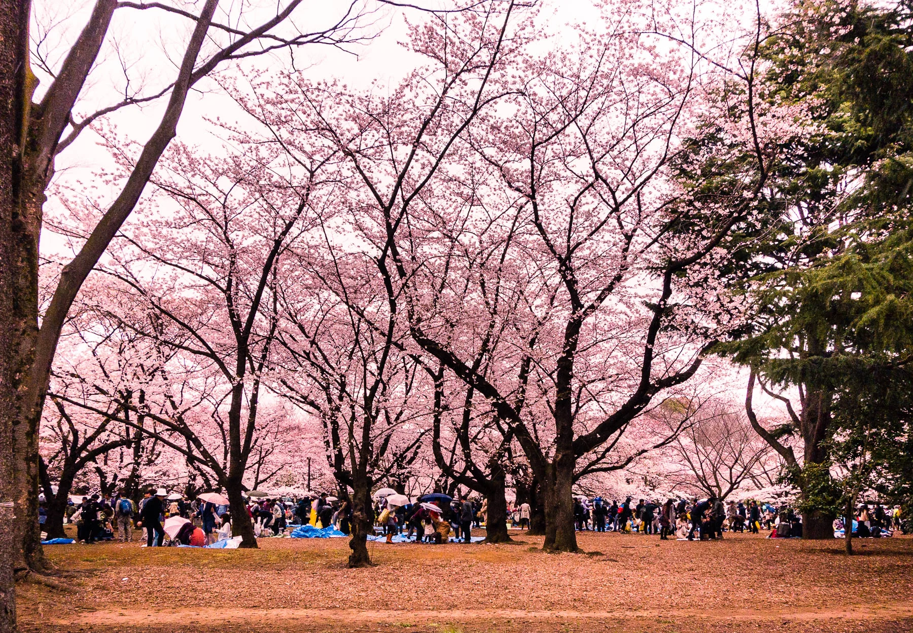 sakura_DSC06545.jpg