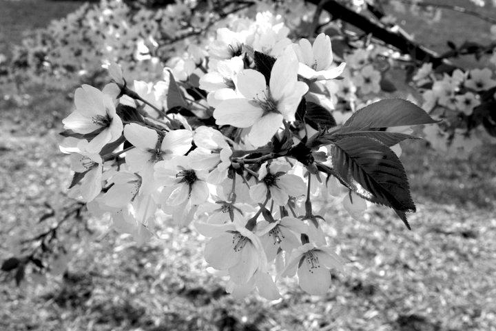 latino-digital-BW-4.gif