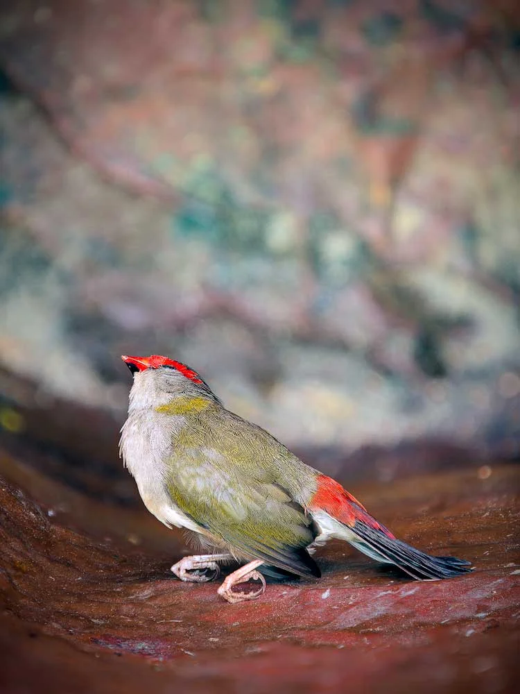 The Red-Browed Finch