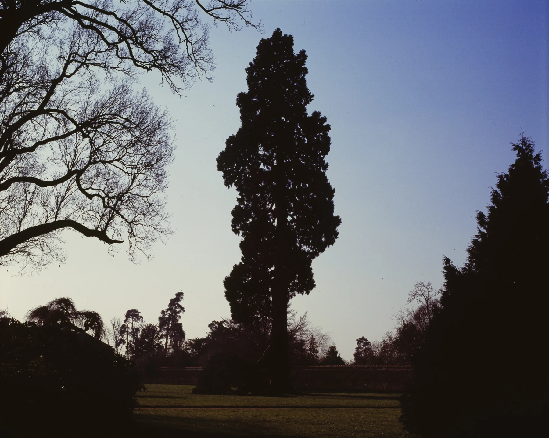 R01_06_Tree Sillhouette 1800w (11).jpg