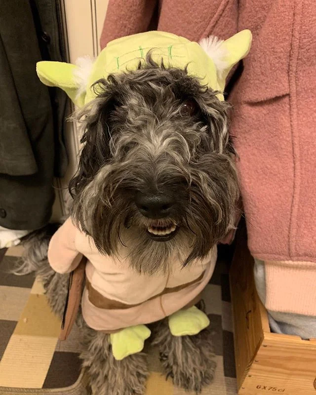 Happy Halloween from @pupster.radar