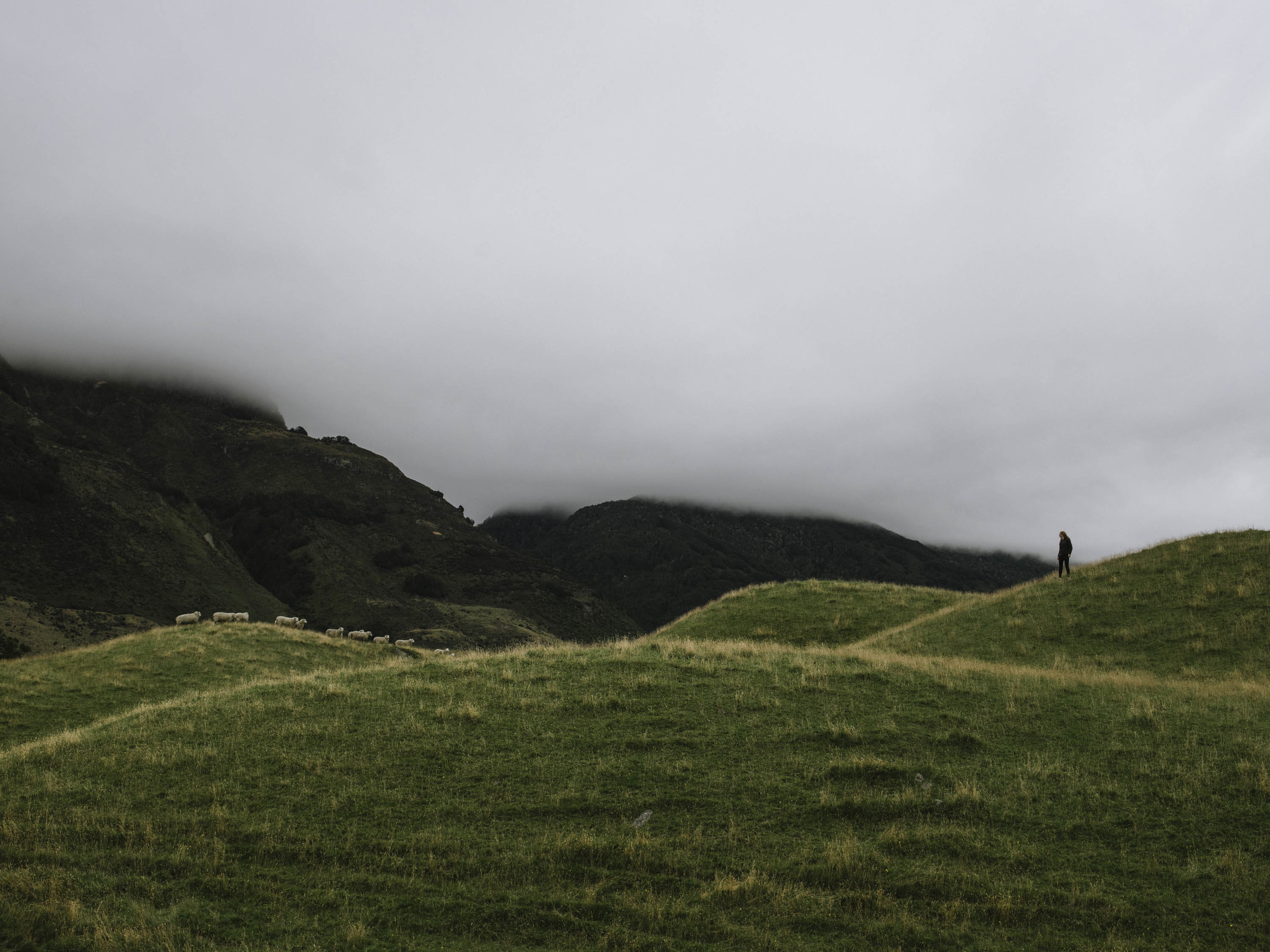 Julia Chases Sheep-1.jpg