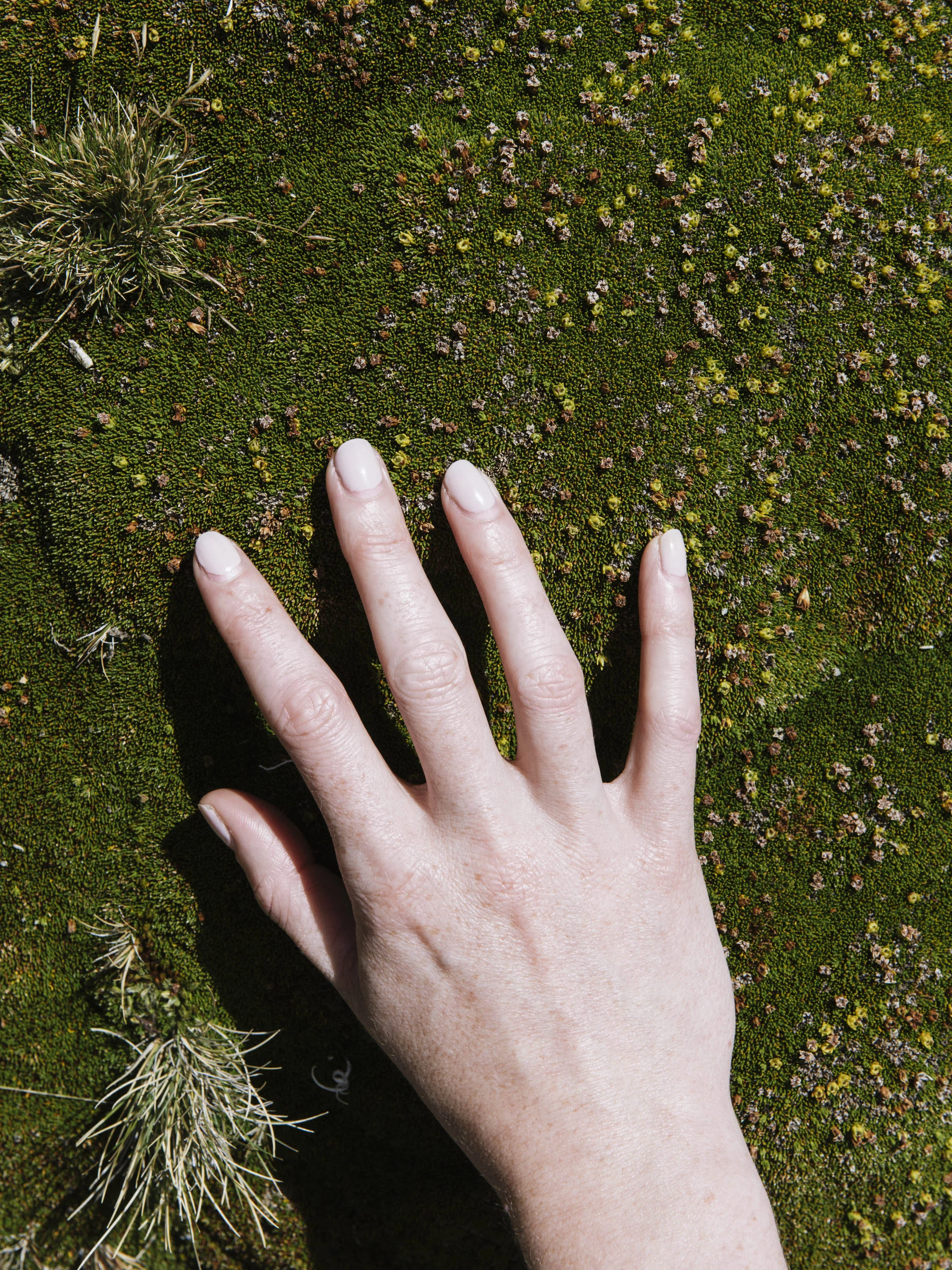 Succulent Texture Hand-1.jpg