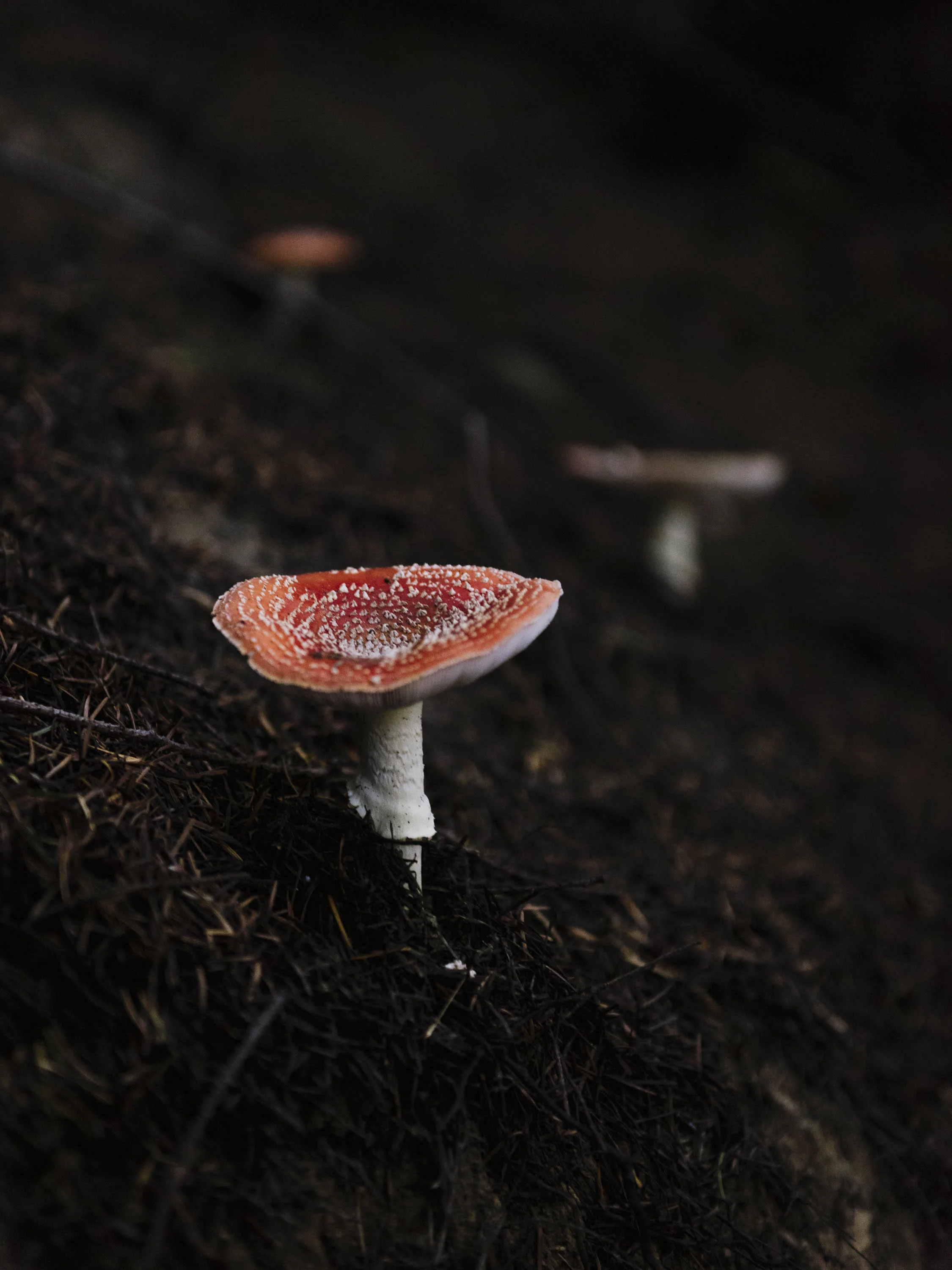 Mushrooms-1.jpg
