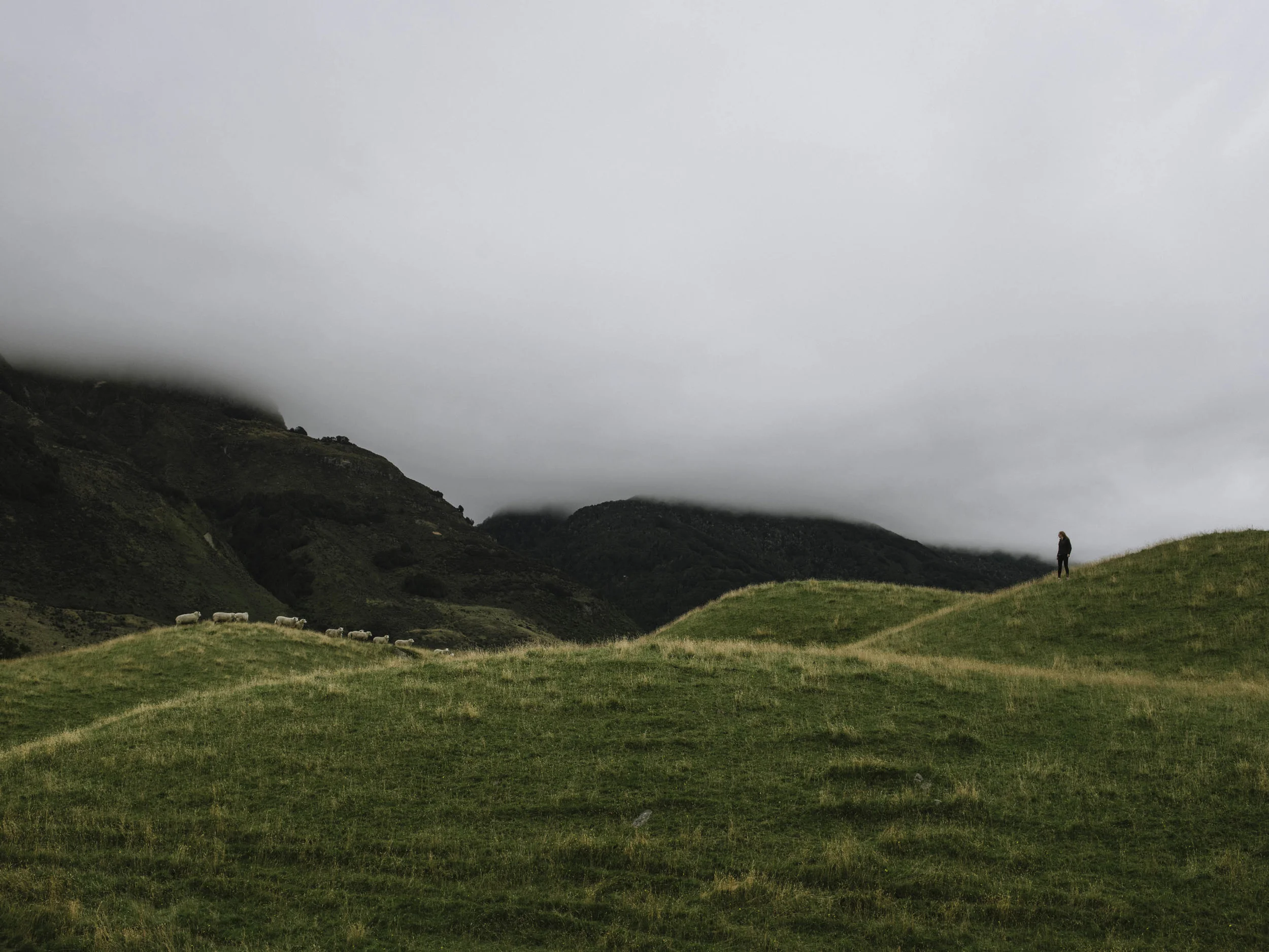 Julia Chases Sheep-1.jpg